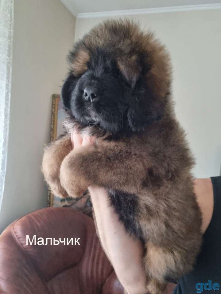 Щенки Тибетского Мастифа, фотография 2