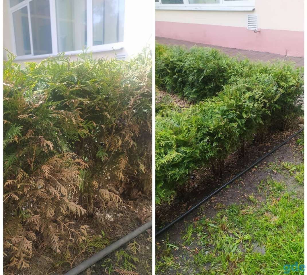 Уход за растениями. Благоустройство клумб, фотография 2