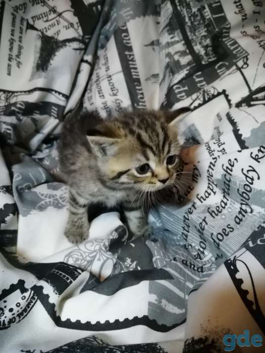 Шотландские вислоухие котята, фотография 3