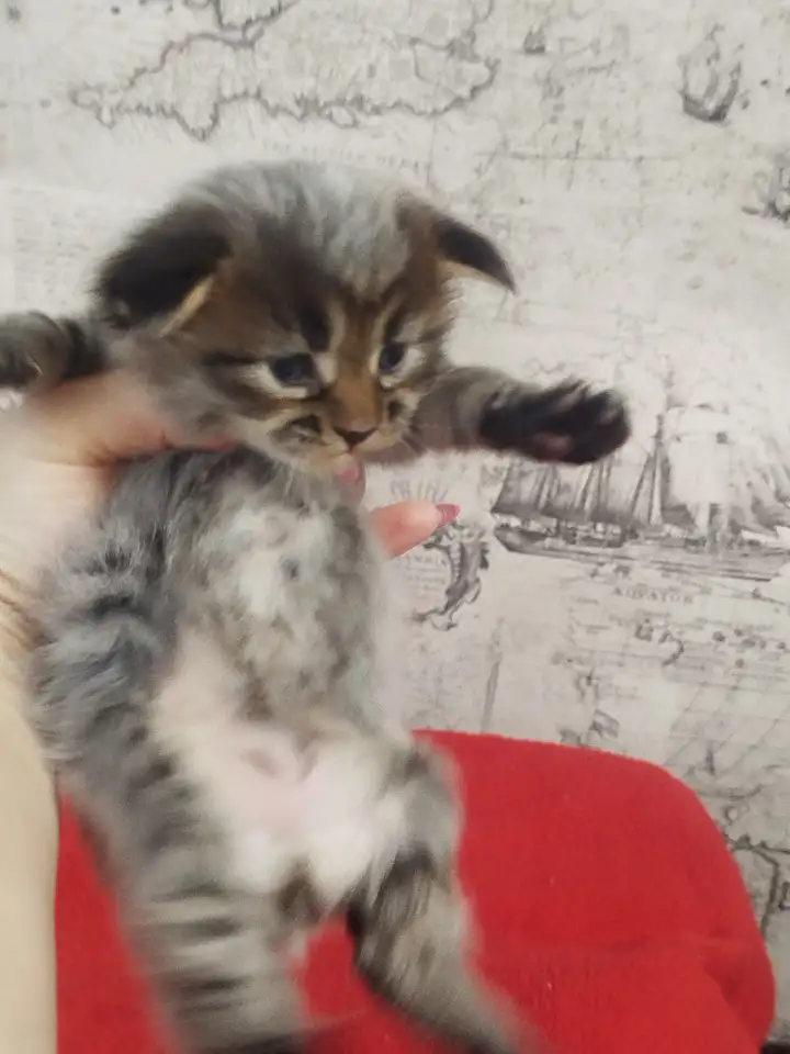Котята мейн кун, фотография 1