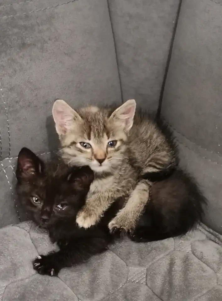 Отдам в добрые руки котят, фотография 1