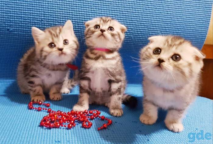 шотландские котята, фотография 6