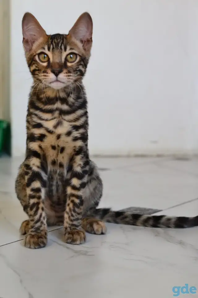 Бенгальские котята, фотография 2