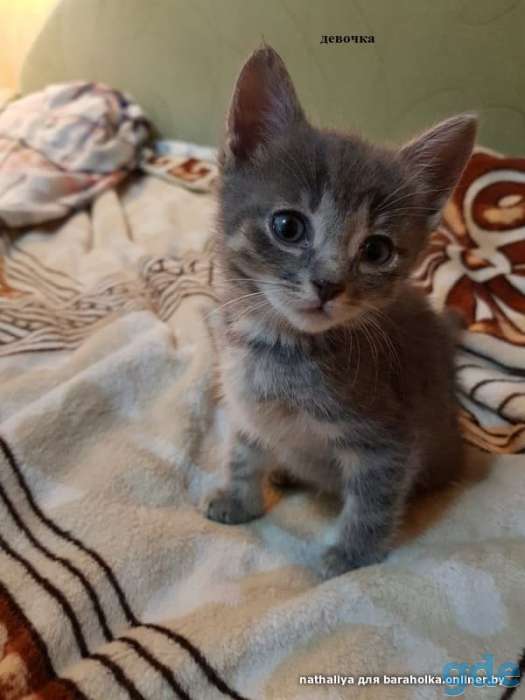Котята в добрые руки!, фотография 1