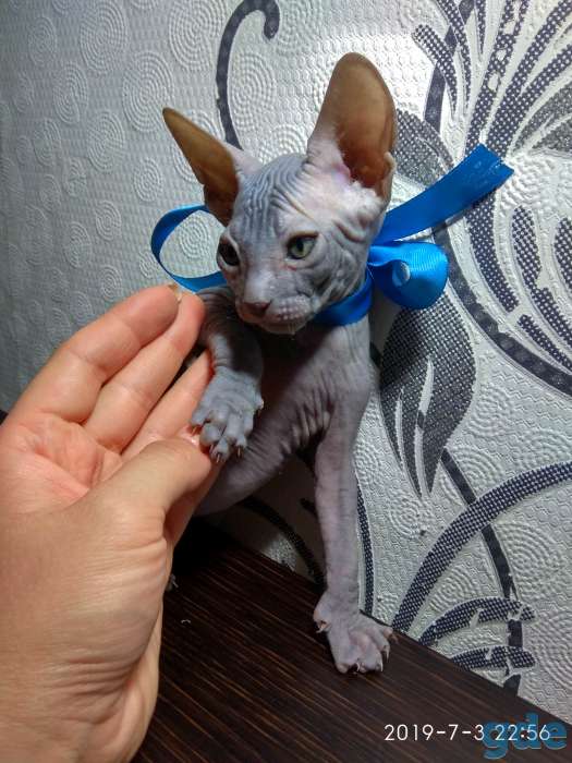 Котята донского сфинкса, фотография 5