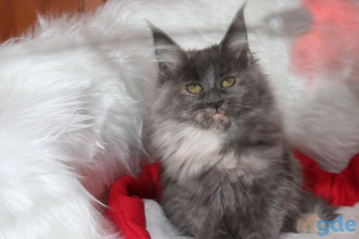 котята, фотография 5