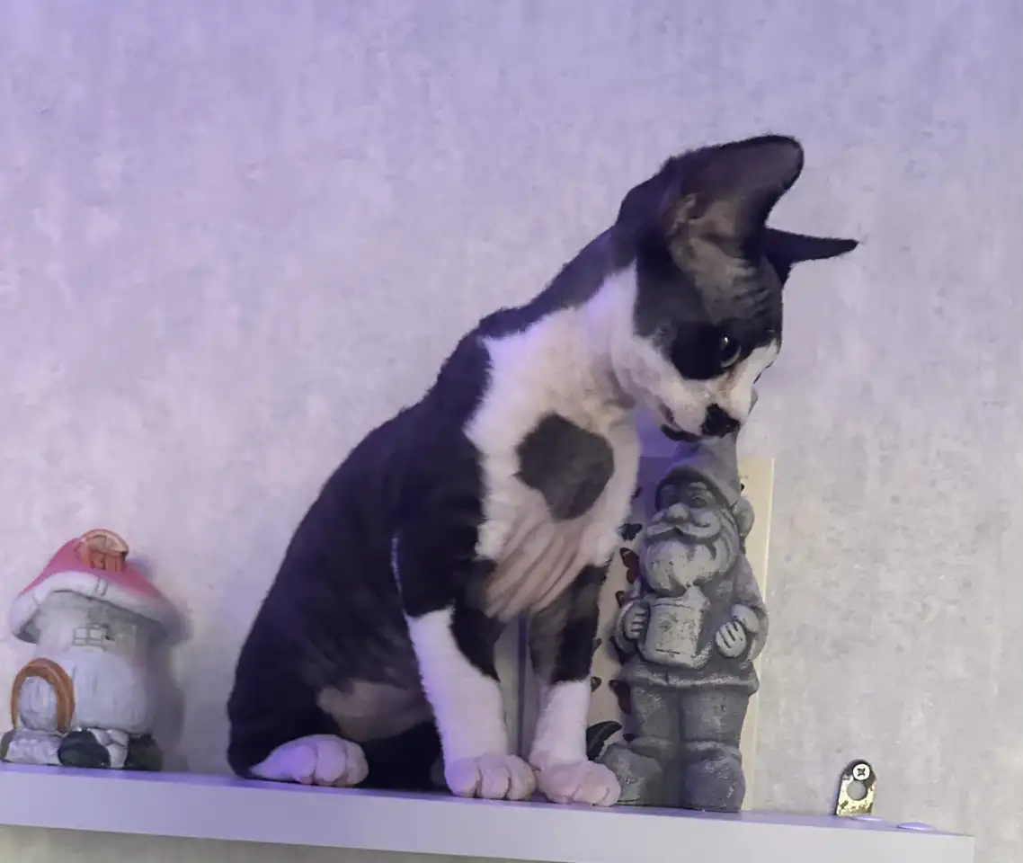 Котенок Девон Рекс, фотография 7