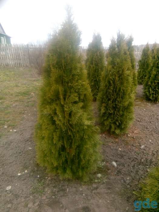Туи Смарагд, Даника, брабант, Колумна, фотография 2