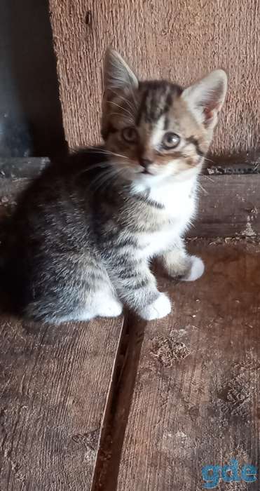 Продам котят, фотография 3