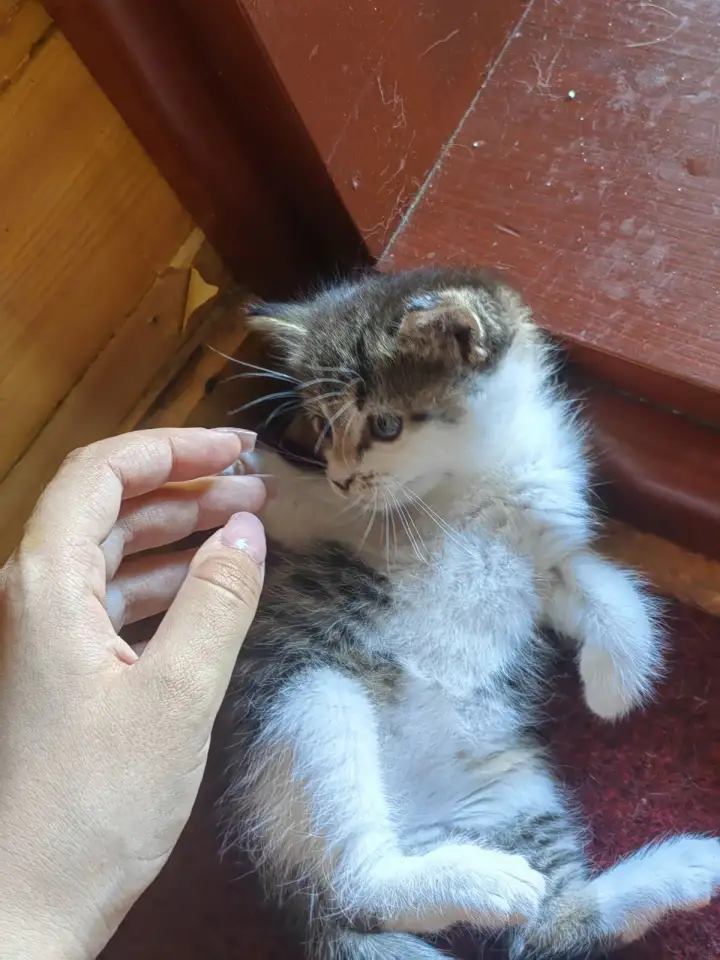 Котята даром, фотография 6