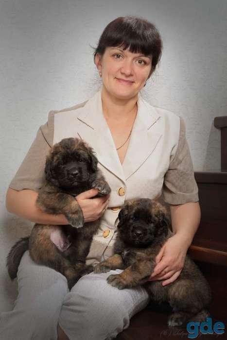 Щенки леонбергера, фотография 4