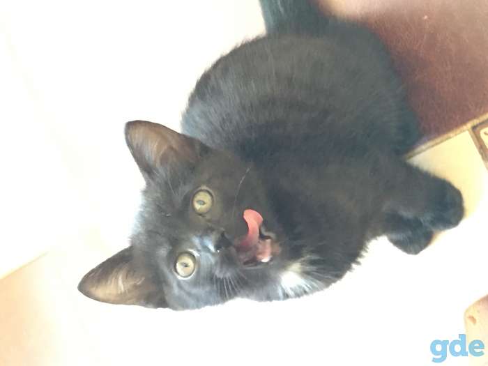 Котёнок в дар, фотография 2