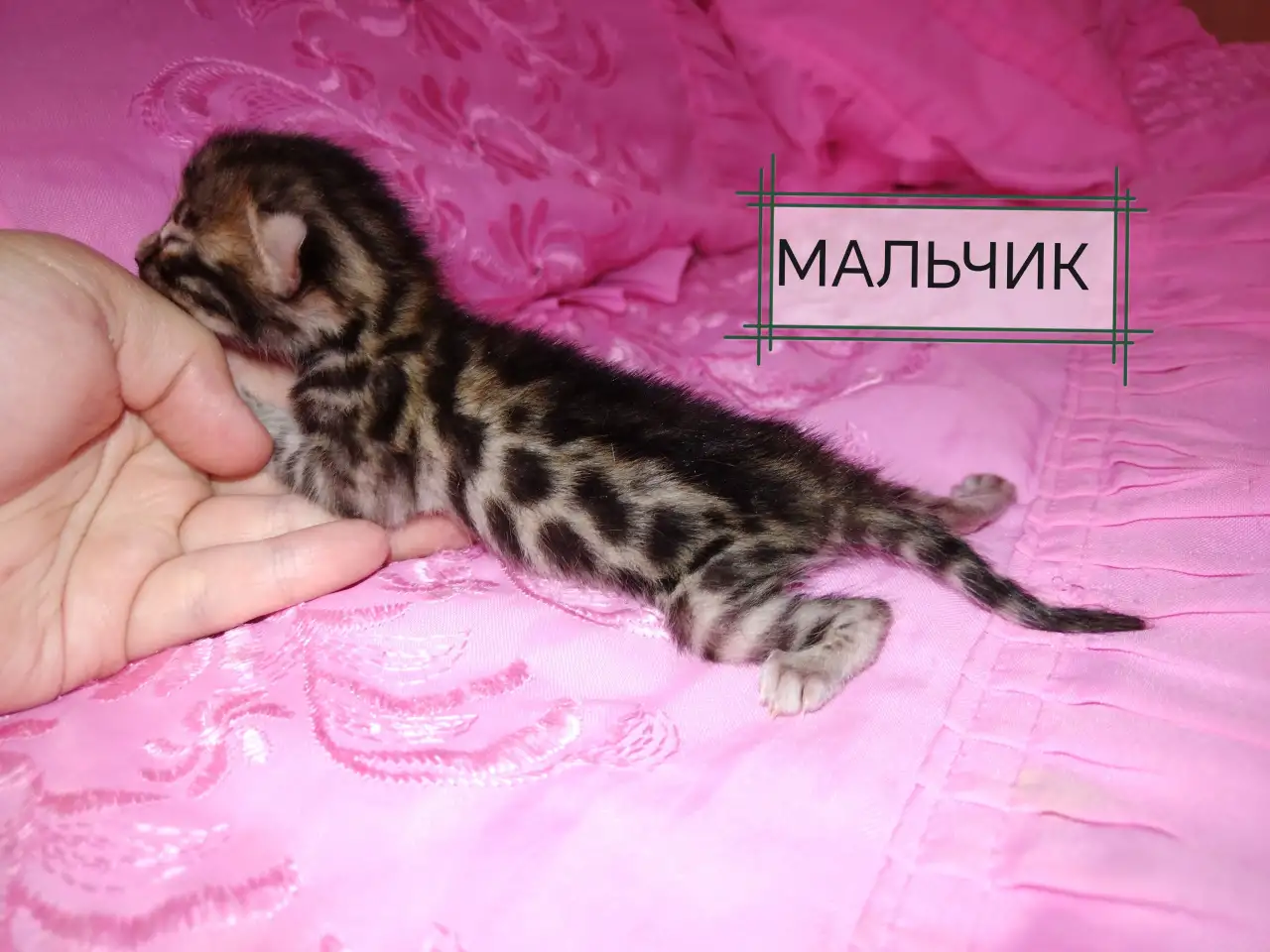 Шикарные бенгальские котята, фотография 5