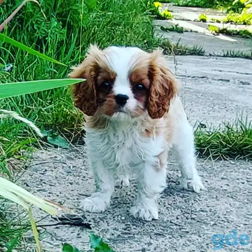 Продается девочка кавалер кинг чарльз спаниель, фотография 1