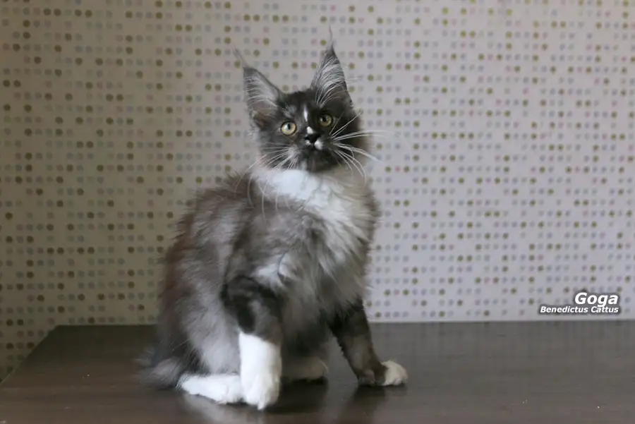 Котёнок Мейн-кун мальчик, фотография 6