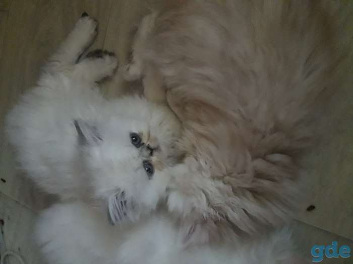 Продаю персидских котят, фотография 2