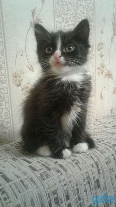 Котёнок, фотография 1