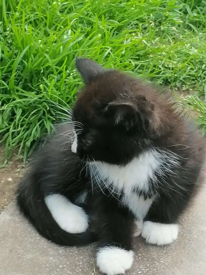 Котята ищут дом, фотография 2