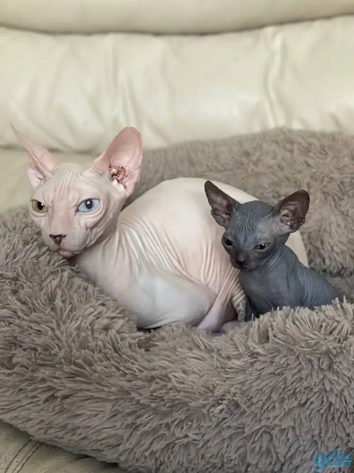 Котята канадского сфинкса, фотография 4