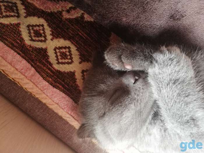 Шотландские вислоухие котята, фотография 3