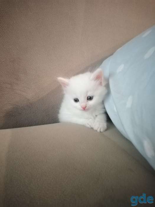 Сибирские котята, фотография 1