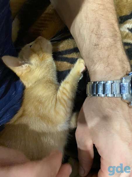 Котята ищут дом или передержку, фотография 2