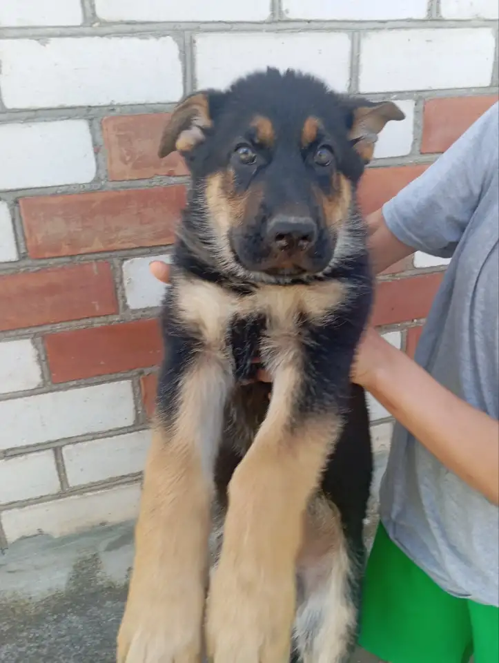 Продаю, фотография 4