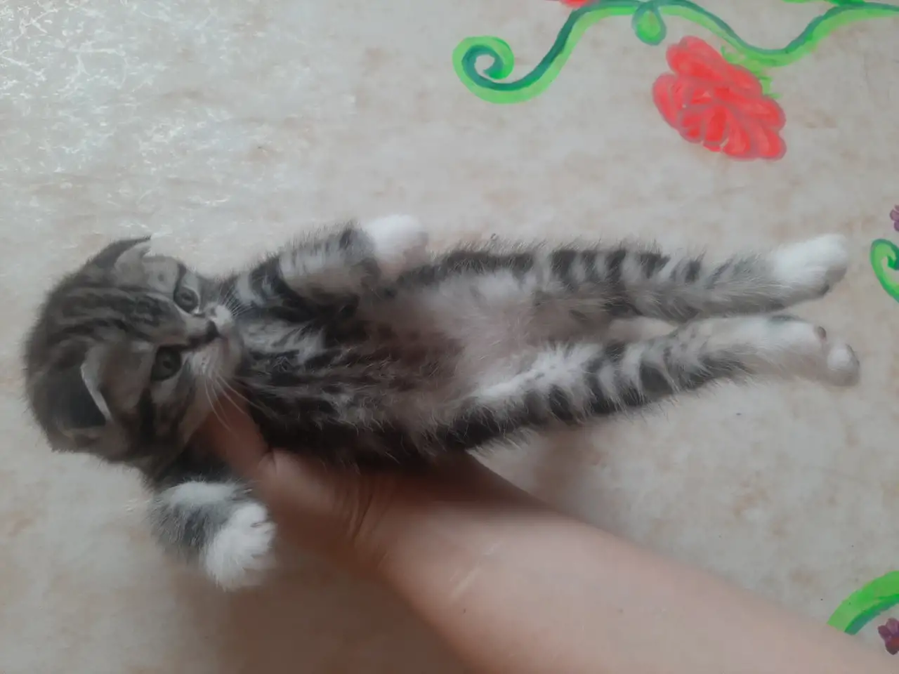 Шотландские вислоухие, фотография 3