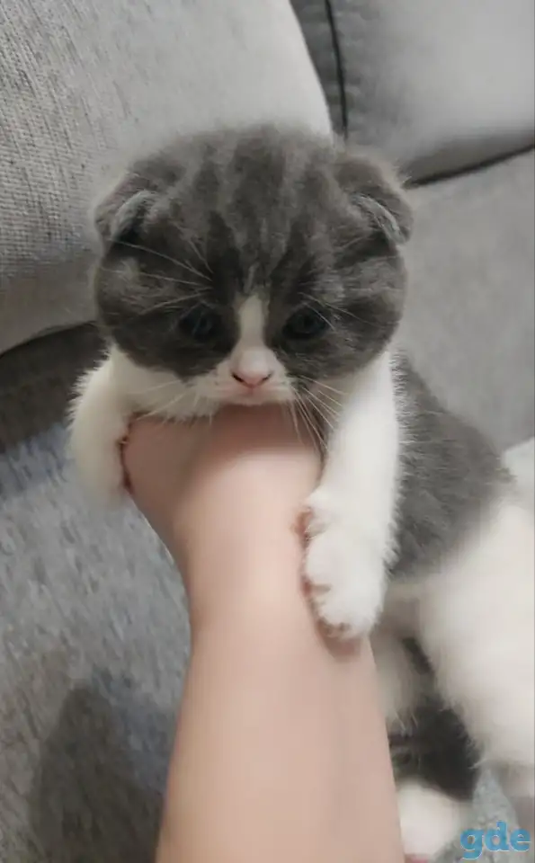 Котятки, фотография 1