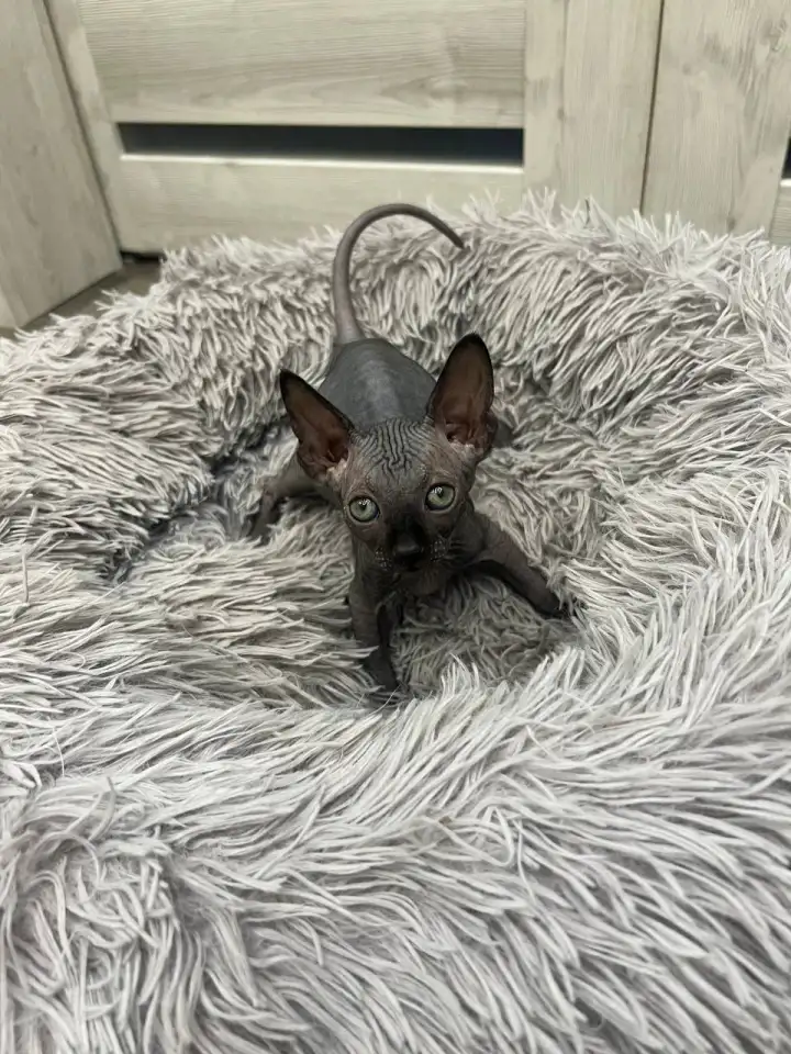 Котята канадского сфинкса, фотография 6