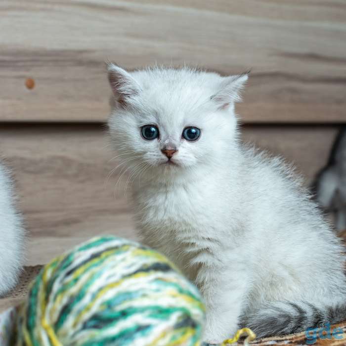 Шотландский котенок мальчик, фотография 7