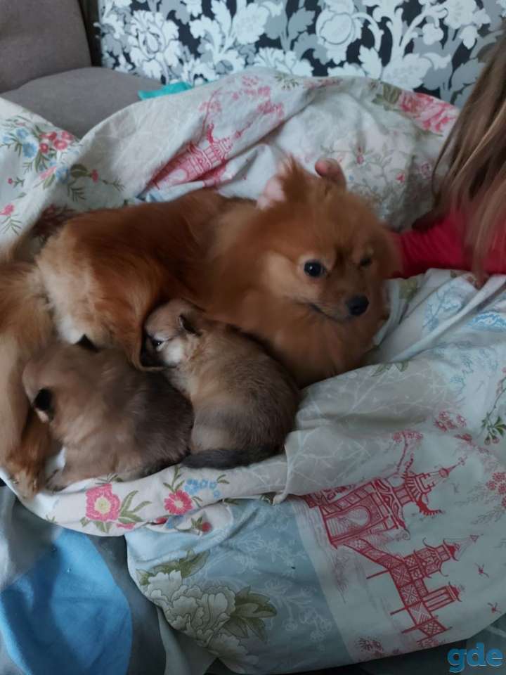 Щенки шпица продаются, фотография 1