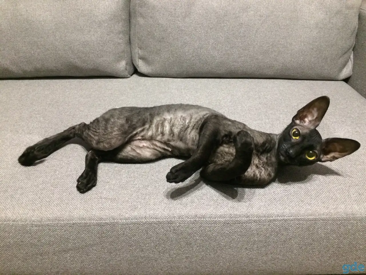 Корниш-рекс котята, фотография 10