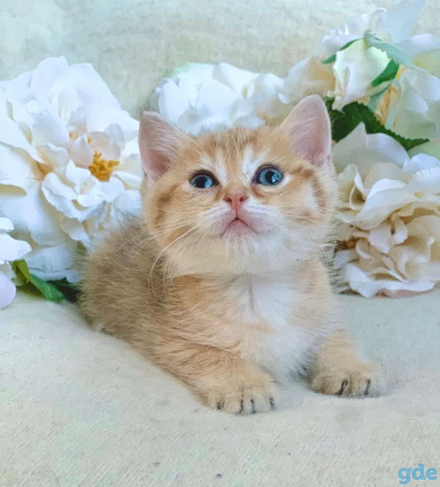 ЗОЛОТАЯ ШИНШИЛЛА шотландские котята, фотография 7