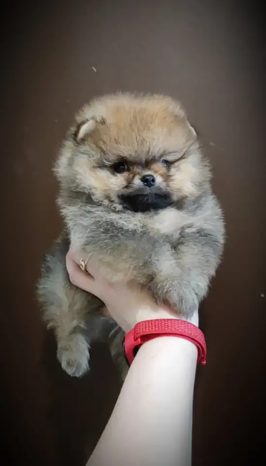 Померанский шпиц, щенки. Мини мишки, фотография 3
