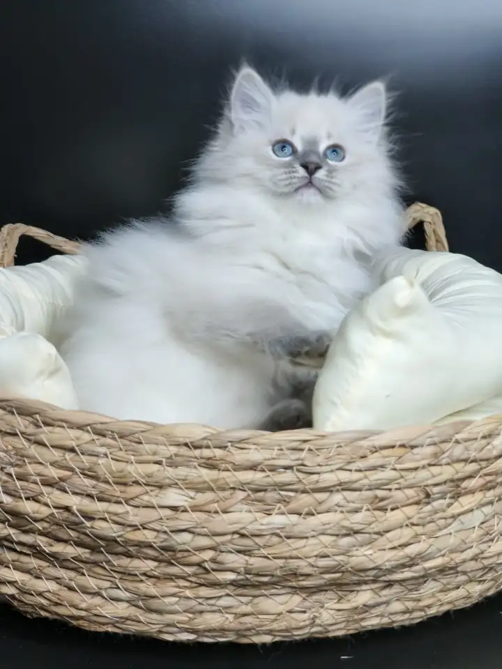 Котята от питомника Невский Шарм, фотография 3