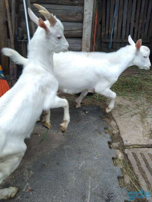 Продам козлят, фотография 3