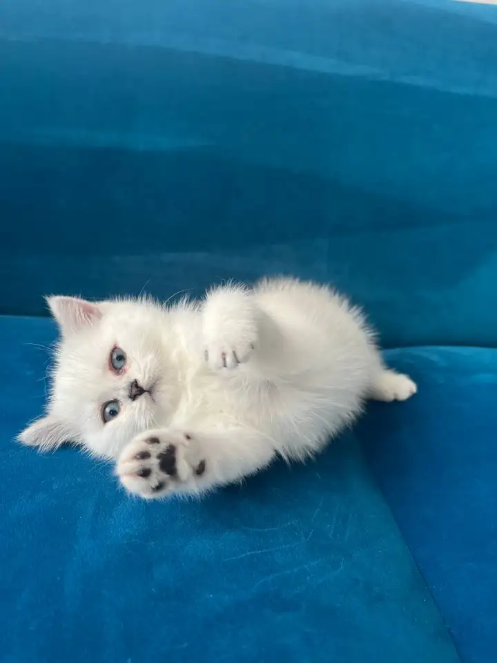 Британские котята, фотография 11