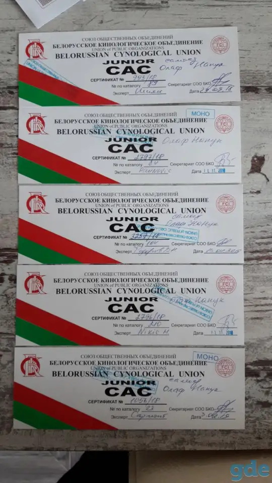 Щенки самоеда, фотография 6