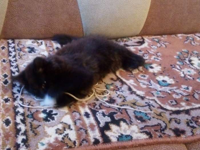 Отдам котят в хорошие руки, фотография 12