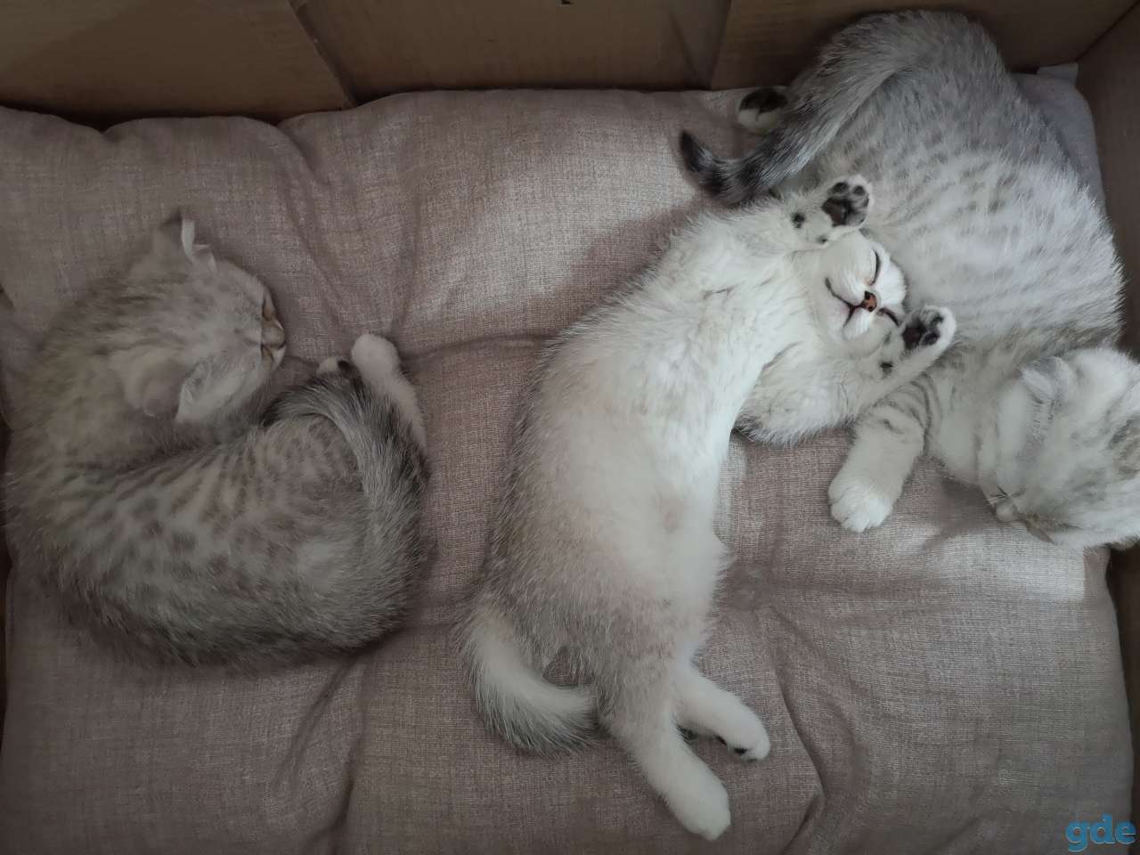 Шотландские котята, фотография 3