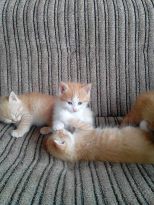 Котята в дар., фотография 3