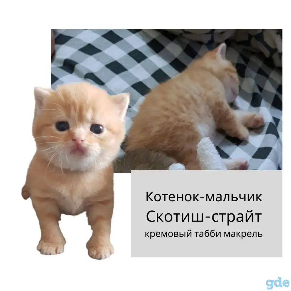 Продам шотландских  котят, фотография 2