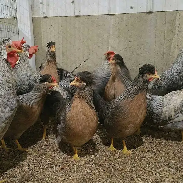 Продам кур несушек, фотография 1