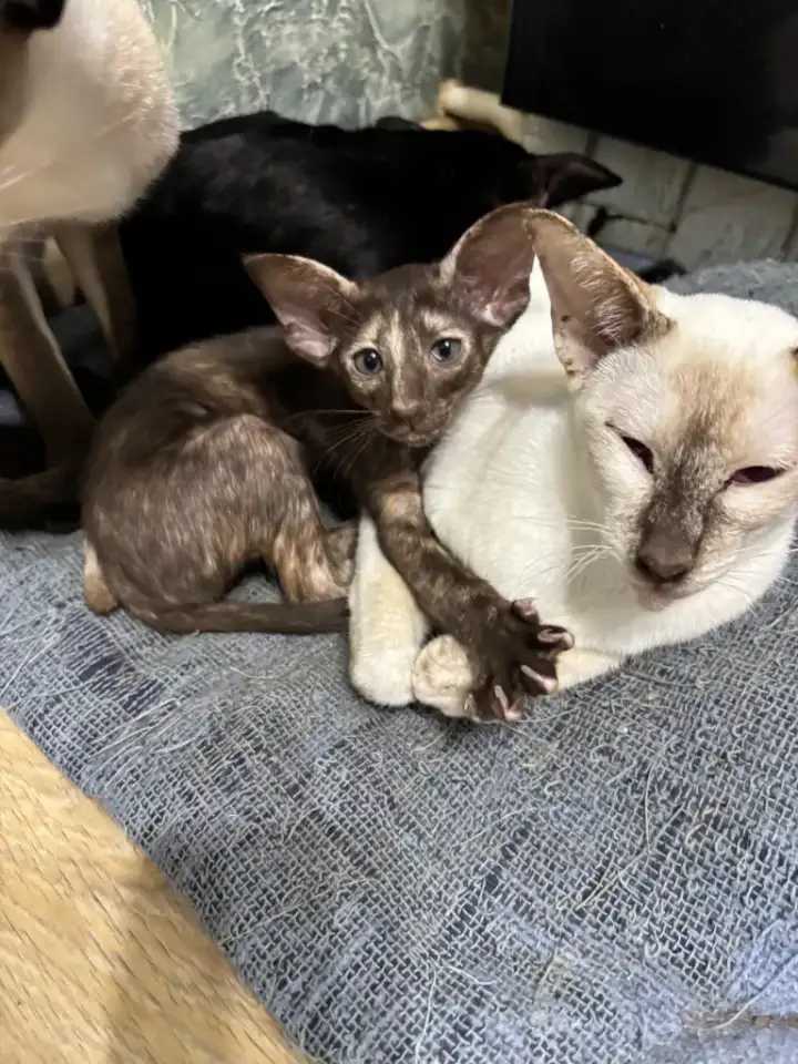 Ориентальные котята, фотография 4