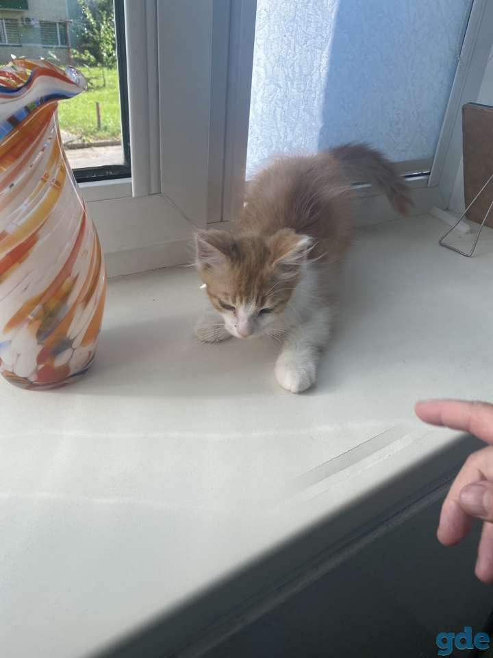Отдам рыжего котенка-мальчика в дар, фотография 2