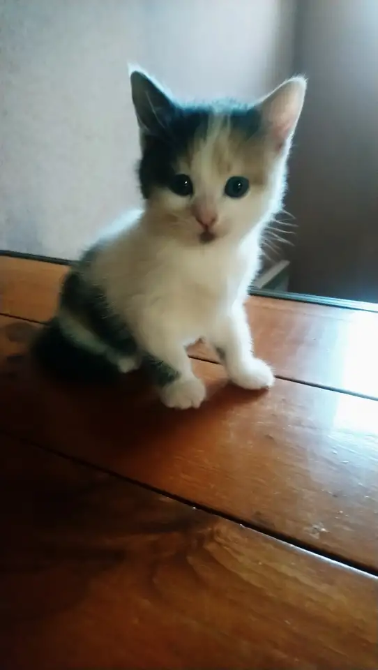 КОТЯТА, фотография 1