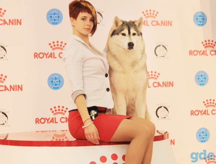 Гранд Чемпион хаски  Вязка, фотография 3