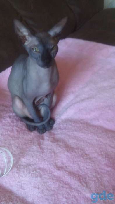 Котята сфинкса, фотография 9