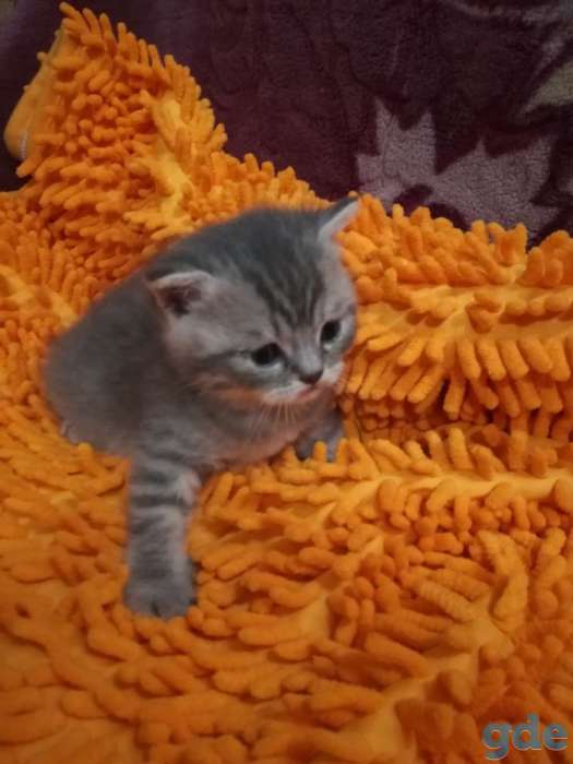 Шотландские котята, фотография 4